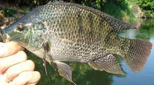 Hanya saja, ada jenis ikan nila liar yang konon sangat susah dan juga cahaya lampu kapal menjadi di tempat berkumpulnya ikan. Cara Mencari Sarang Ikan Nila Sungai Rawa Kolam Lebung Umpan Pakan