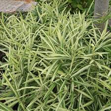 Image result for Pleioblastus fortunei