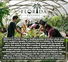 Image result for Tulbaghia cameronii