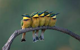 Flying birds & love birds images. Bee Eaters Beautiful Birds Photo 4k Wallpaper Hd 4kwallpapershd Com Beautiful Birds Pet Birds Bird