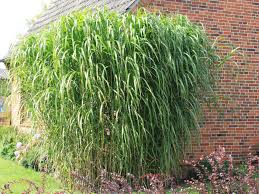 Riesen Chinaschilf Aksel Olsen Miscanthus Giganteus Aksel Olsen Graser Im Garten Pflanzen Chinaschilf