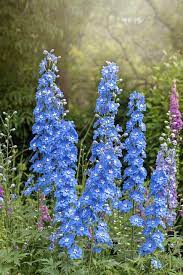 Hosta hadspen blue good slug resistance garden plant excluding 9cm pot. 20 Blue Flowers For Gardens Perennials Annuals With Blue Blossoms