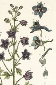 Image result for Diplolophium