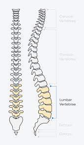 Image result for Lumbar vertebrae