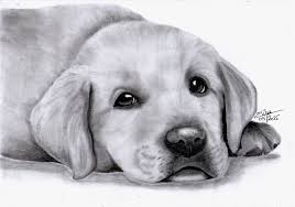 Portrait Dessine D Un Adorable Chiot Labrador Dessins Par Dessine Mon Portrait Dessin Chien Facile Dessin De Chien Dessin Chien