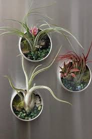 Magnetic Air Plant Terrarium Take Those Extra Mason Jar Lids And Create These Tiny Magnetic Terrariums Farmhouseterrariu Air Plant Terrarium Air Plants Plants
