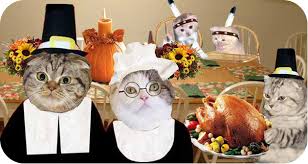 Happy Thanksgiving Cats Pet Holiday Cat Holidays Happy Cat
