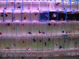Thai National Ornamental Fish Day Exhibition Betta Show Discussions Betta Fish Betta Betta Fish Tank