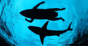 Some sharks like the smooth dogfish (mustelus canis) may only live 16 years, while others such as the. Sharks Ted Talks