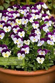 Pin By I Rada Keteaume On Garden Crazy Container Gardening Pansies Beautiful Flowers