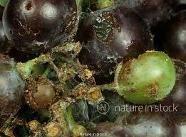 Image result for Lobesia botrana grapevine