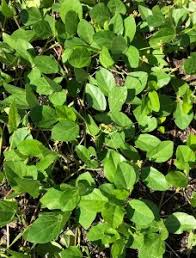 Image result for Vigna monophylla