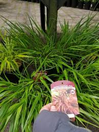 Image result for hakonechloa macra nicolas