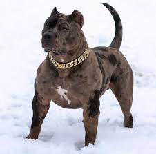 American pit bull terrier puppy male. Pin On Bully Puppies For Sale