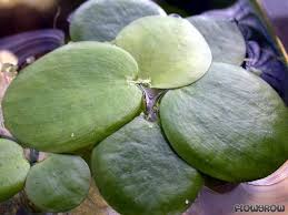 Image result for Limnobium laevigatum