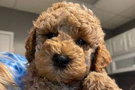Home » puppies » labradoodle » michigan » ottawa county » holland » about labradoodle. Labradoodle Breeders By State The Complete List For 2021