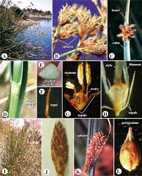 Image result for Cyperaceae