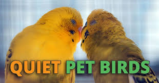 7 Best Quiet Pet Birds And Parrots That Wont Drive You Crazy