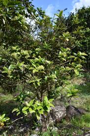 Image result for Bertiera