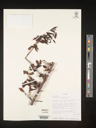 Image result for Commiphora mombassensis