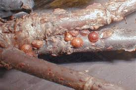 Image result for puklice švestková obrázek