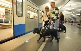 Hamul poate fi atasat cu usurinta la centura de siguranta cu care este dotat autoturismul, sau se poate utiliza centura de siguranta speciala pentru caini care este inclusa in acest set. Cum SÄƒ Mergi Cu Un Caine In Autobuz Reguli Pentru Transportul Animalelor In Autobuz