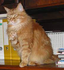 Meski tidak lazim dan aneh, polidaktili bisa membuat kucing maine coon terlihat unik dan semakin menggemaskan. Datei Cat Mainecoon Beckoningashanti Png Wikipedia