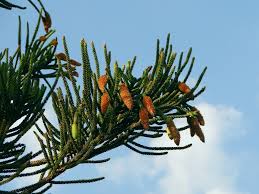 Image result for Araucaria columnaris