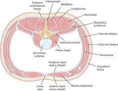 Abdominal Muscles Physiopedia