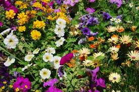 Building on the success of cullen's the identification of flowering plant families, this i do not know how books get turned into the kindle format but there is a large formatting flaw which was. Horticulture And Plant Identification Lovetoknow