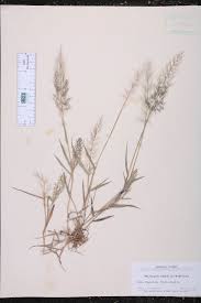 Image result for Eragrostis heteromera