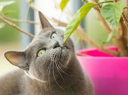 10 Ungiftige Zimmerpflanzen Fur Katzen Hubsch 100 Ungefahrlich