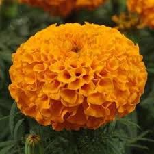 By now you already know that, whatever have an informed choice when you buy from one of hundreds of stores and sellers on our platform. Marigold Flowers Buy Online In Uae Green Souq Uae
