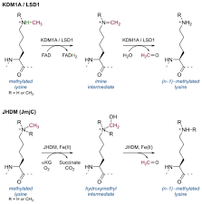 Demethylase Wikipedia