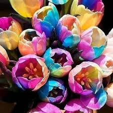 We did not find results for: Egrow 120pcs Pack Tulip Flower Seeds Purple White Edge Flowers Perennial Home Garden Potted Plants