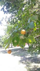 Image result for Strychnos