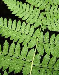 Image result for Diplazium humbertii