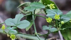 Image result for Kedrostis nana