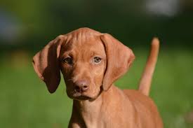 815 likes · 60 talking about this. Smokey Mtn Vizslas Vizsla Breeder Mt Carmel Tennessee