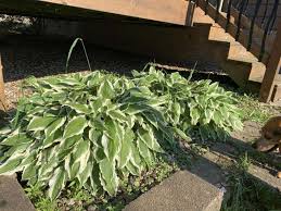 Maybe you would like to learn more about one of these? Steps On How To Divide Your Hosta To Create More Of These Popular Plants The Gazette
