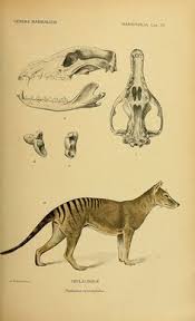 Btw, looks excellent, but in my opinion, head is very big. 180 Tasmanian Wolf Thylacine Ideas Thylacine Tasmanian Tasmanian Tiger