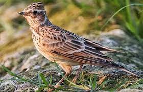 Maybe you would like to learn more about one of these? Daftar Harga Burung Branjangan Terbaru 2021 Kicaumania Net