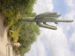 The saguaro or giant cactus is one of the characteristic plants of it is used by animals for shelter while humans may also use it for building while the cactus has been reported to treat rheumatism, it is not known well, most of us know how durable cacti are, so next time i travel about an hour south, i will grab a piece and try it out and give a report in this thread.don't hold. Saguaro Cactus