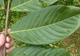 Image result for Berlinia