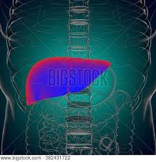 Anatomical diagram of upper abdominal organs. Liver 3d Illustration Image Photo Free Trial Bigstock