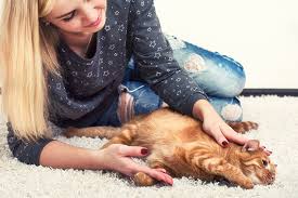 Maybe you would like to learn more about one of these? How To Massage Your Cat
