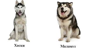 Scarica un video a tema alaskan malamut mala in the da 9.000 secondi a 29.97 fps. Jaka Jest Roznica Miedzy Husky I Malamute Zwierzeta Porownania Ludzi Przedmiotow Zjawisk Samochodow Zywnosci I Innych