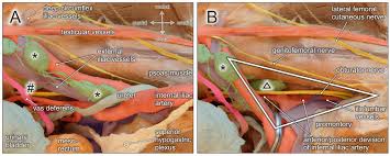 The posterior abdominal wall is a complex region of anatomy. Jcm Free Full Text Embryological Development And Topographic Anatomy Of Pelvic Compartments Surgical Relevance For Pelvic Lymphonodectomy