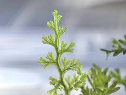 Image result for Vandenboschia