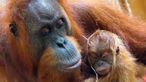 Pe_ha45 has uploaded 5942 photos to flickr. Das Orang Utan Baby Hat Jetzt Einen Namen Es Ist Ein Yori Frankfurt